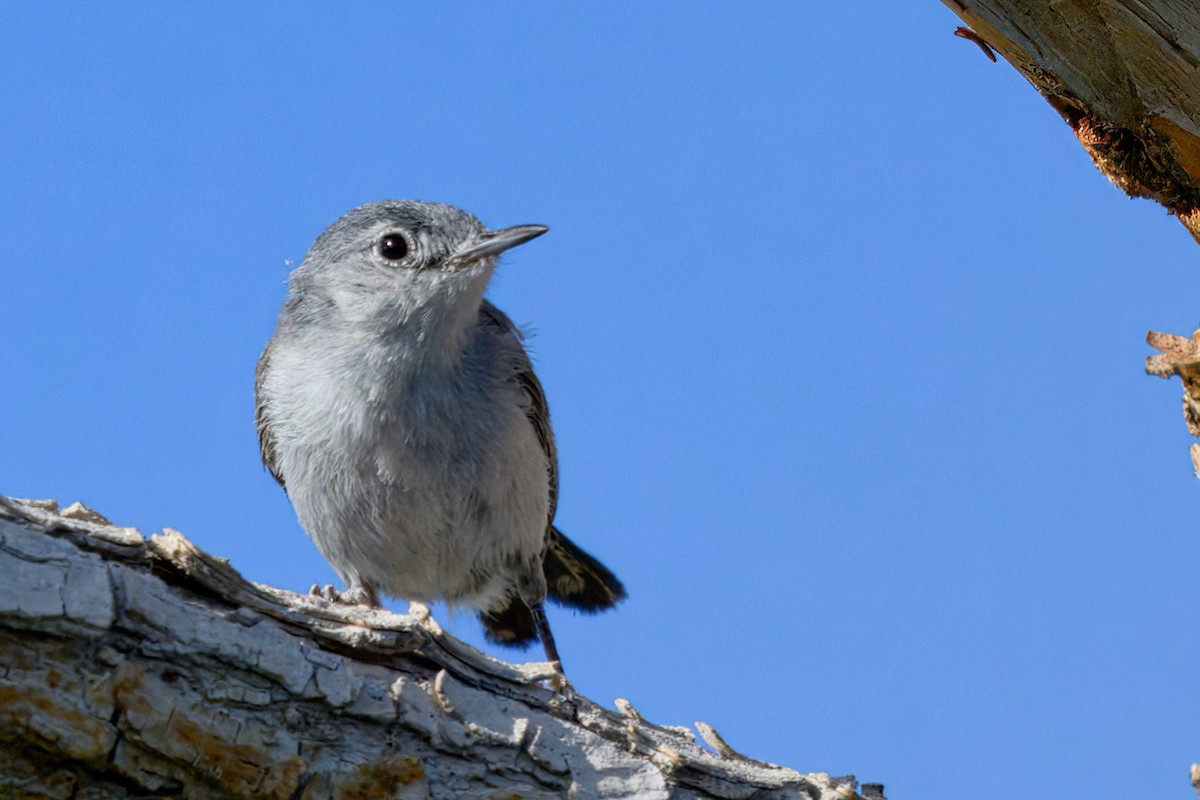 Black-tailed Gnatcatcher - ML638283175