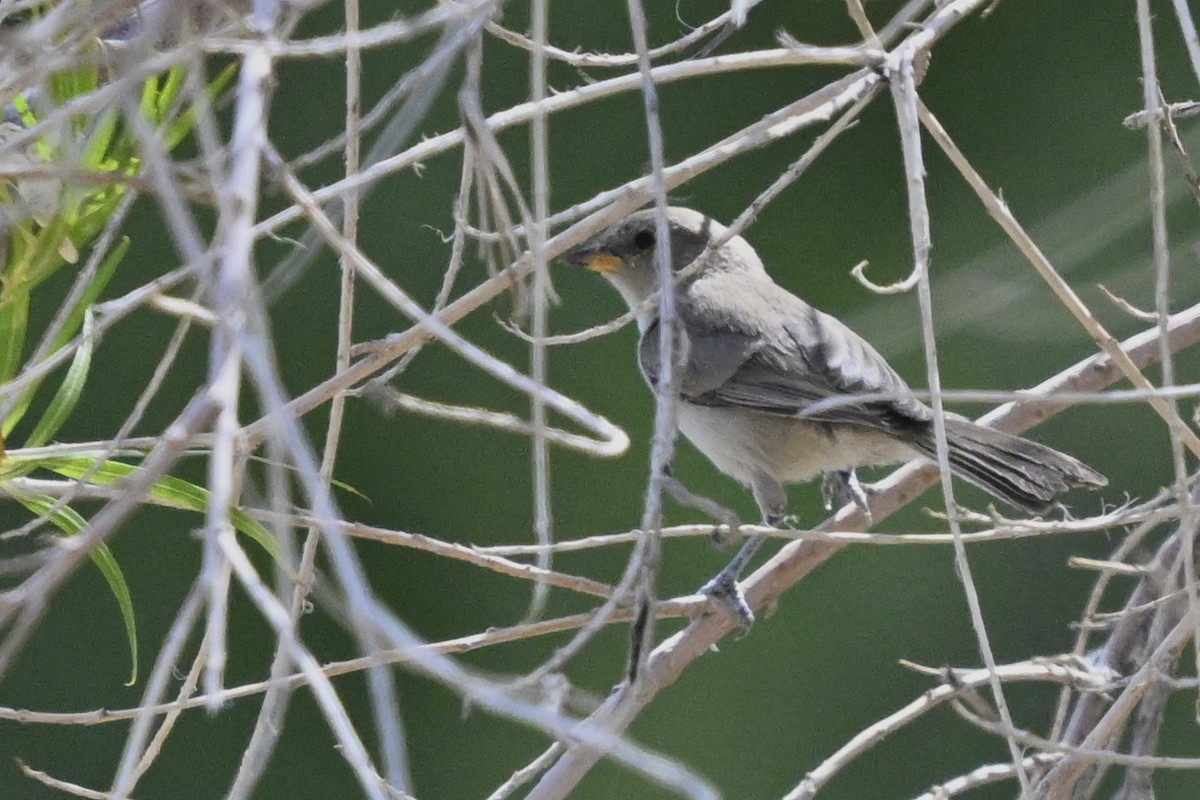 Verdin - ML638283176