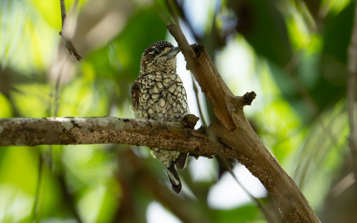 Scaled Piculet - ML638283177