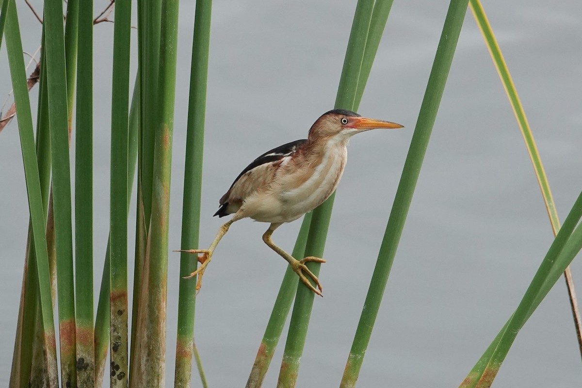 Least Bittern - ML638283182