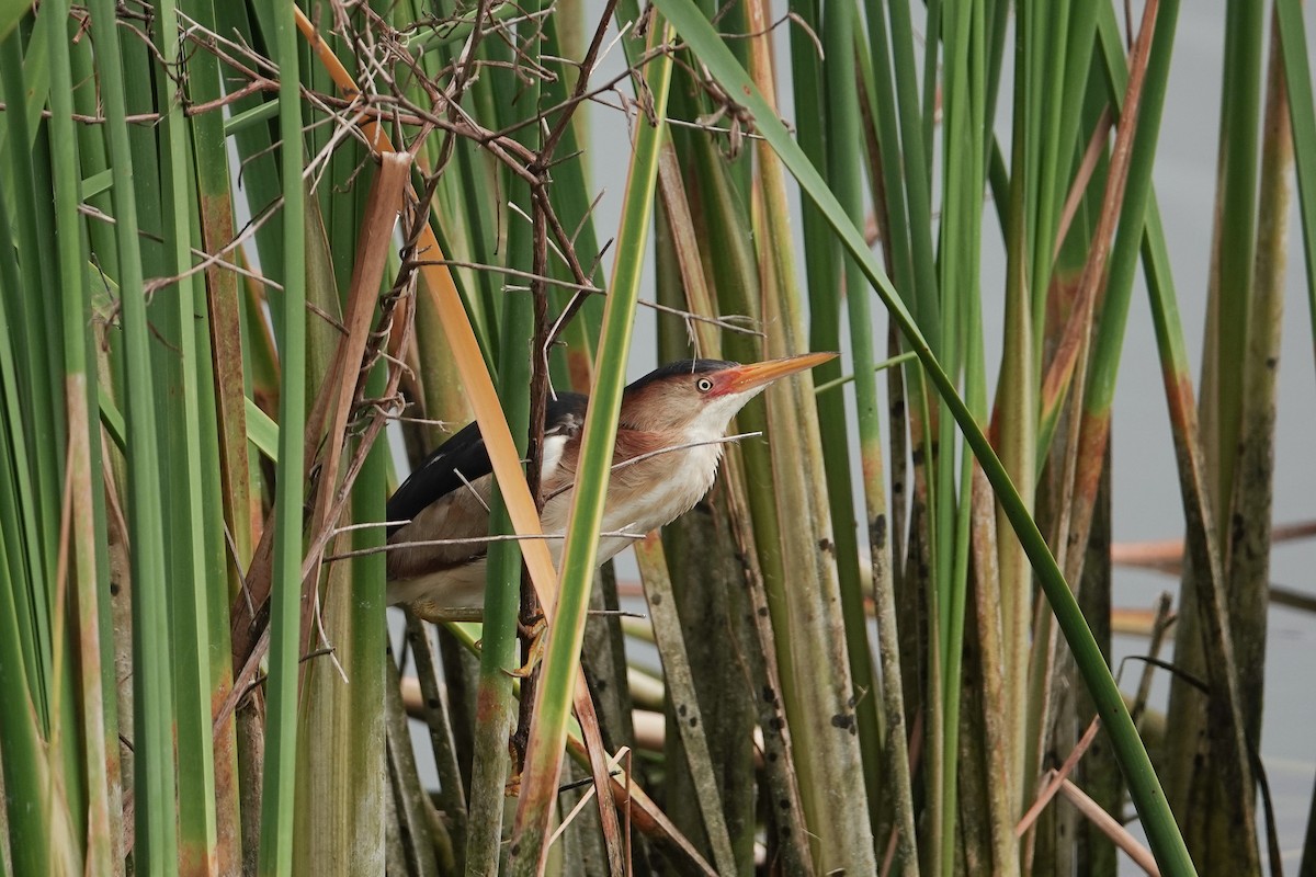Least Bittern - ML638283183