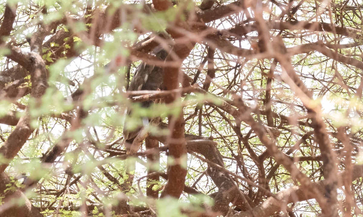 Verreaux's Eagle-Owl - ML638283184