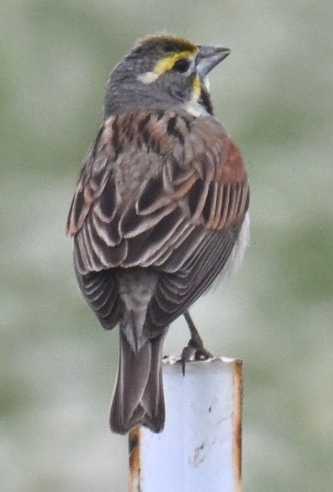Sarılı Çinte - ML638283191