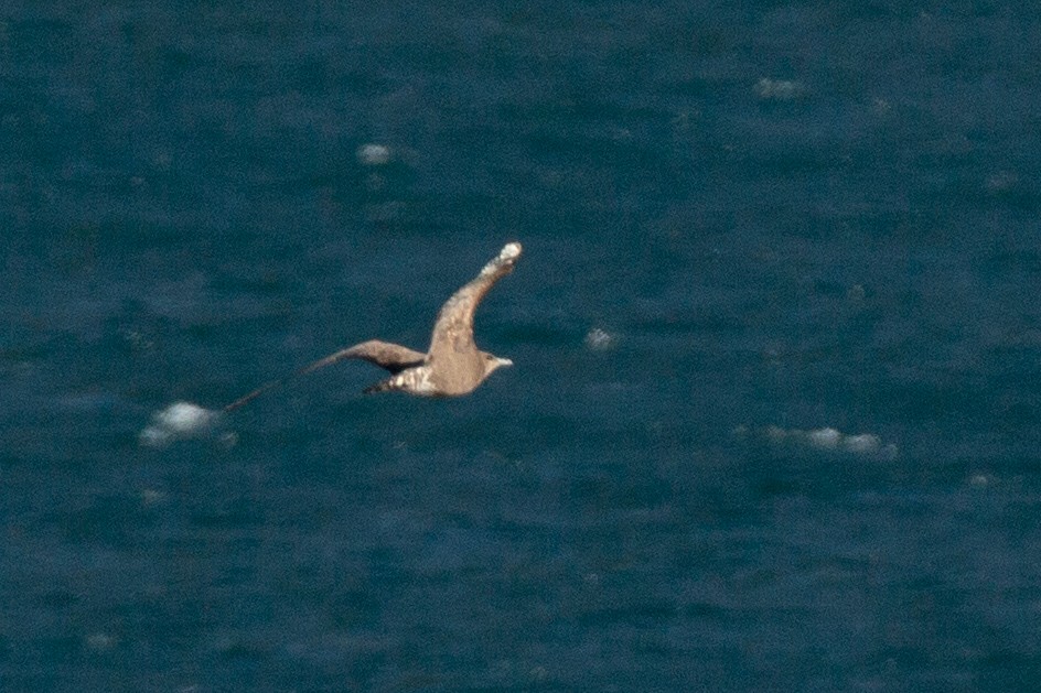 Parasitic Jaeger - ML638283195