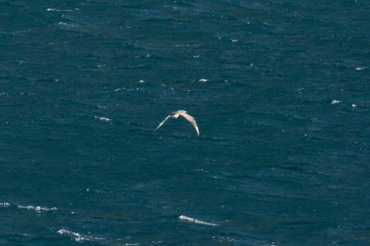 Parasitic Jaeger - ML638283196