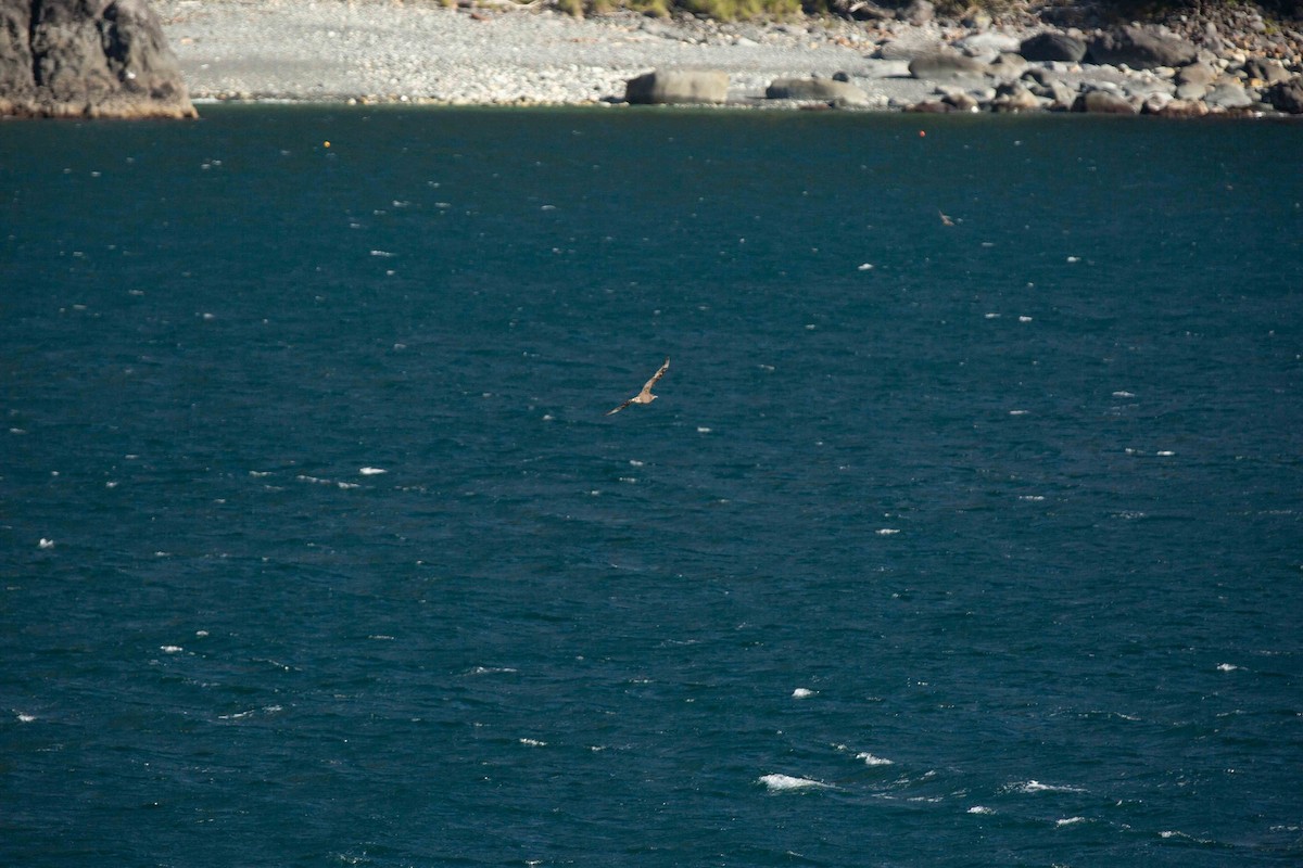 Parasitic Jaeger - ML638283197