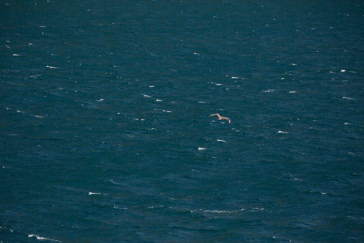 Parasitic Jaeger - ML638283198