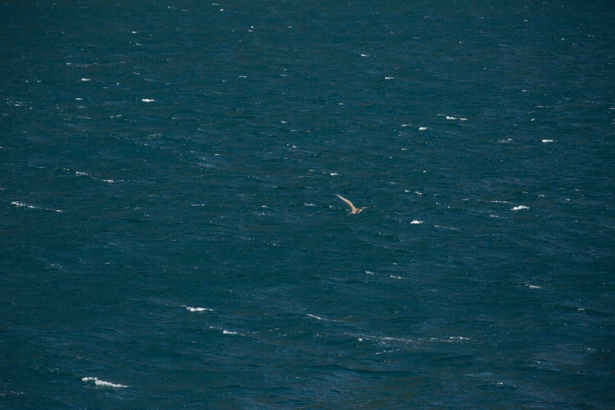 Parasitic Jaeger - ML638283199