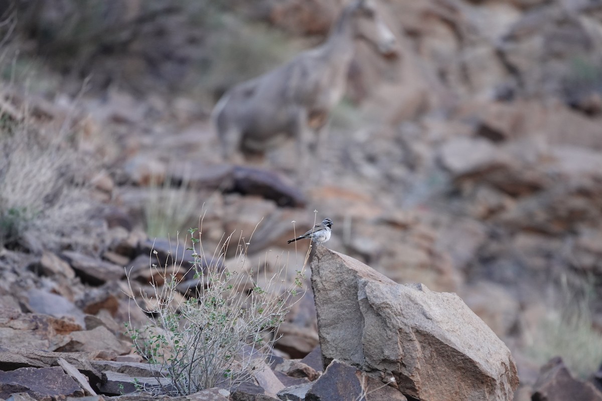 Black-throated Sparrow - ML638283200