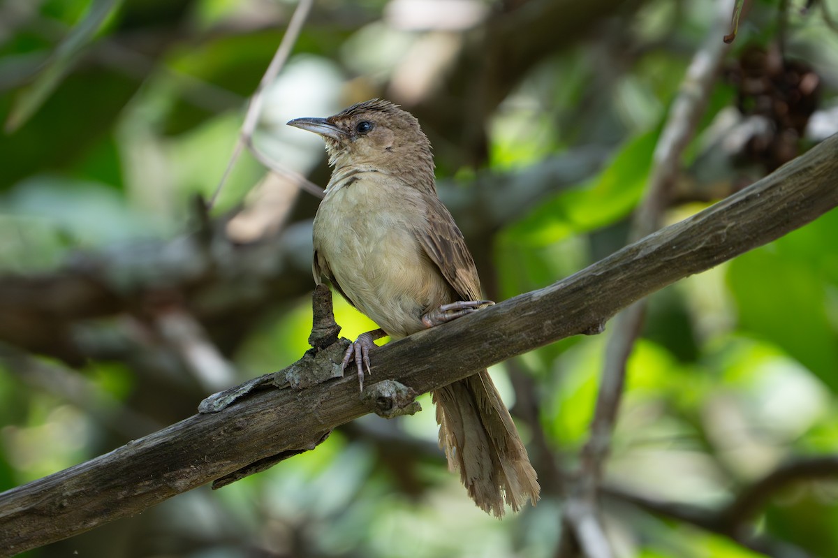 Plain Thornbird - ML638283201