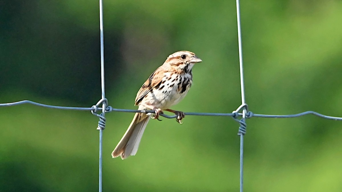 Song Sparrow - ML638283208