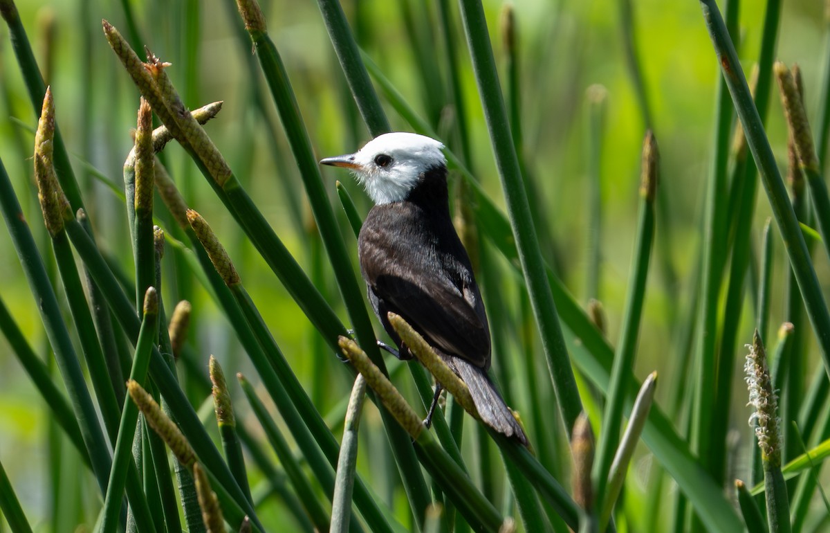 White-headed Marsh Tyrant - ML638283215