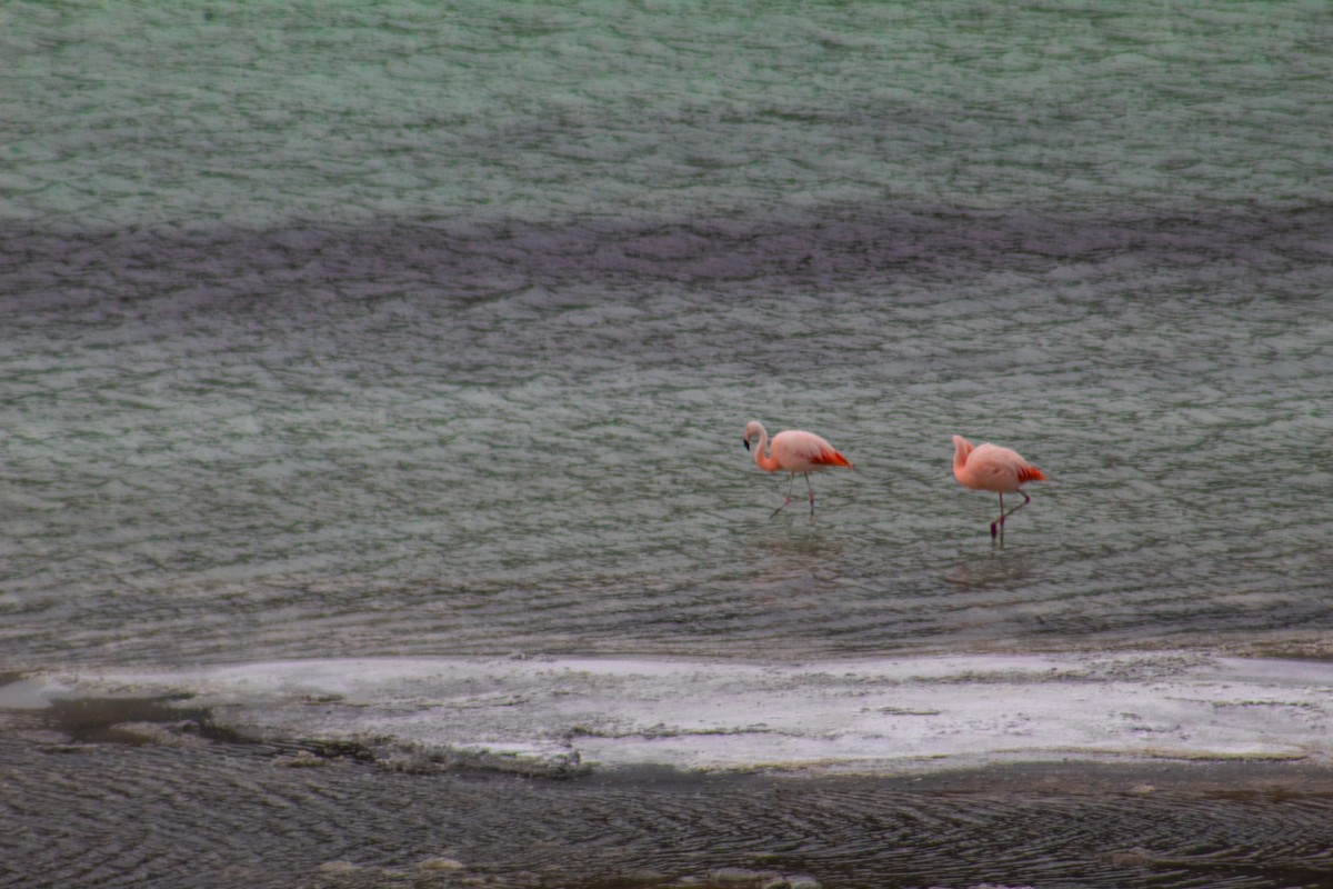 Flamant du Chili - ML638283218