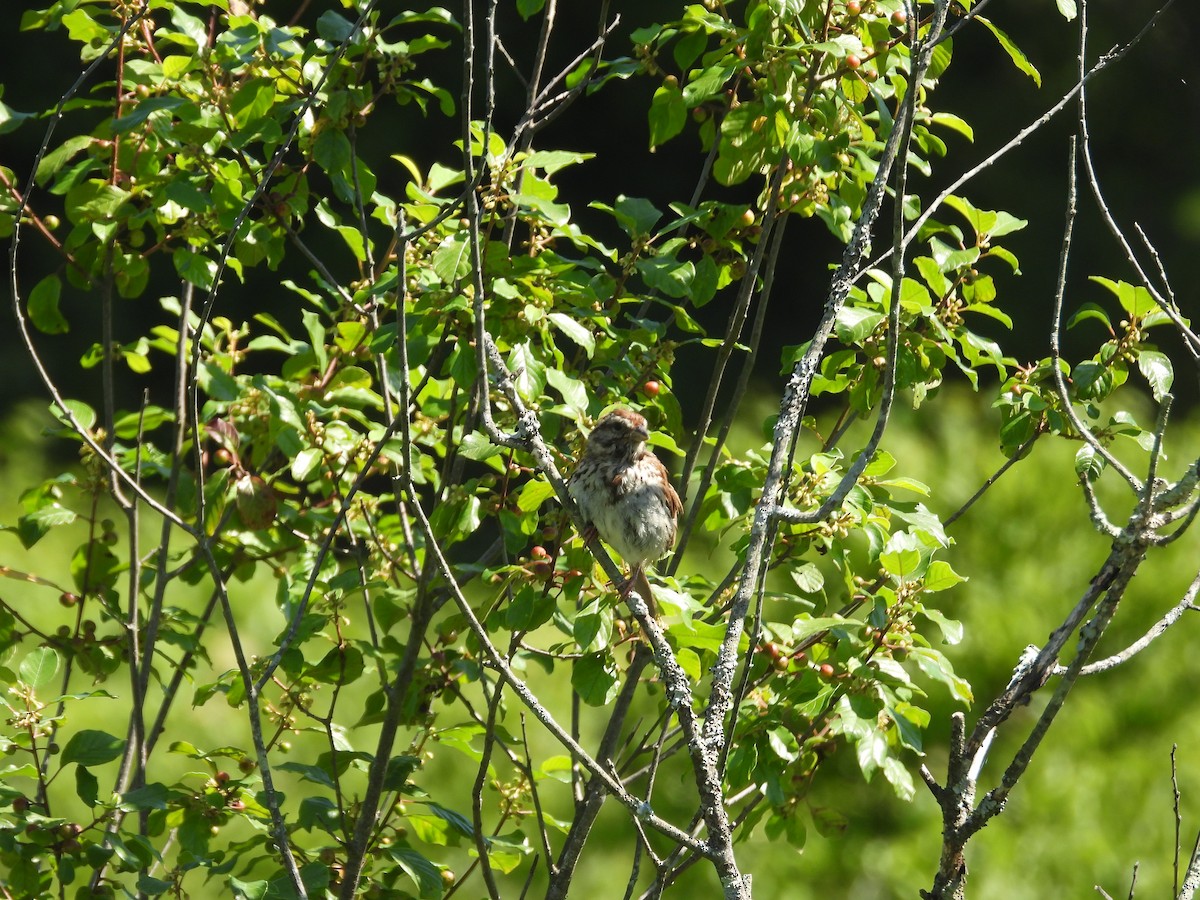 Song Sparrow - ML638283222