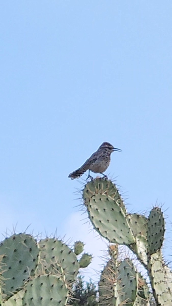 Cactus Wren - ML638283223