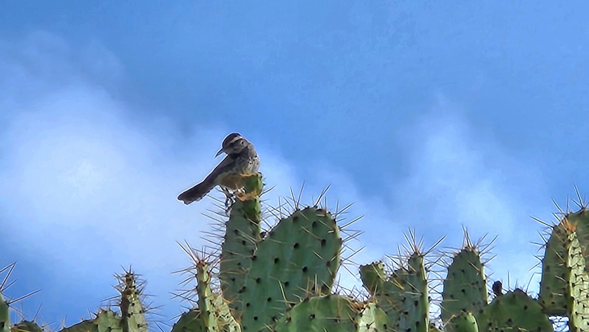 Cactus Wren - ML638283224