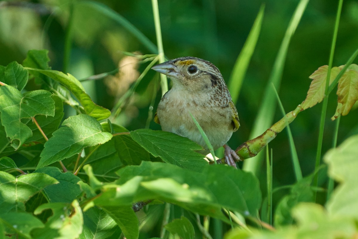Grasshopper Sparrow - ML638283225