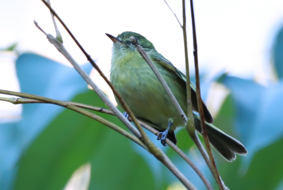 Restinga Tyrannulet - ML638283232