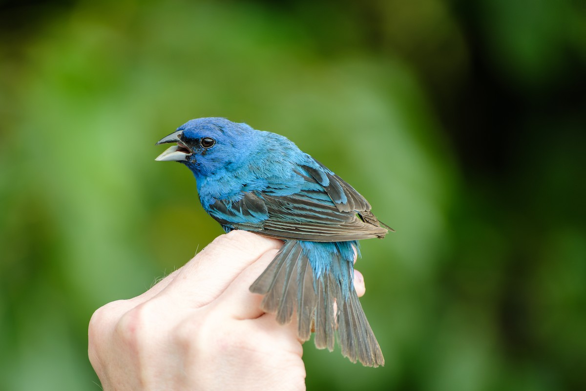 Indigo Bunting - ML638283238
