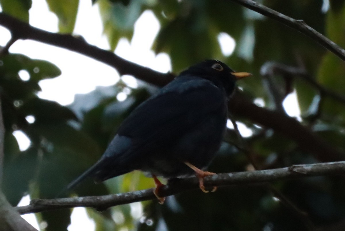 Yellow-legged Thrush - ML638283239