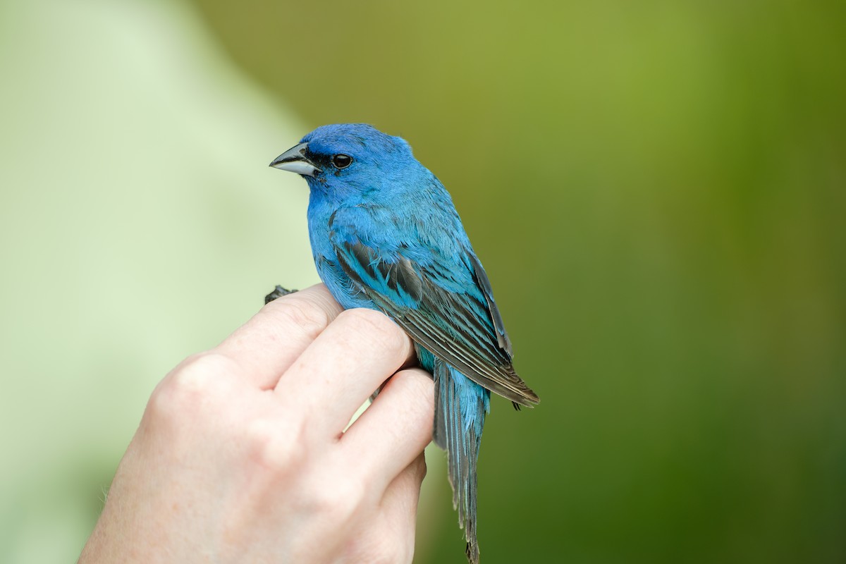Indigo Bunting - ML638283244