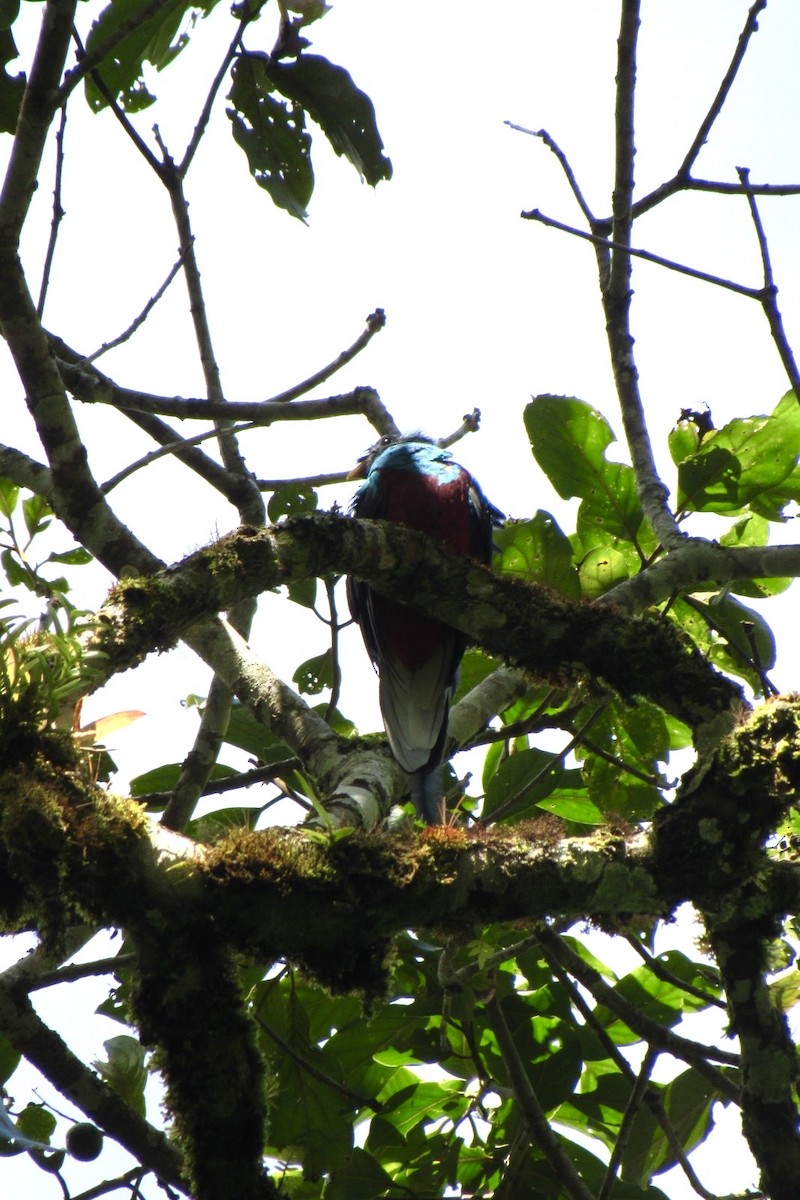Resplendent Quetzal - ML638283252