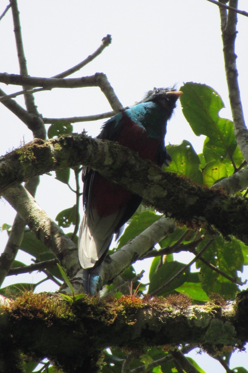 Resplendent Quetzal - ML638283253
