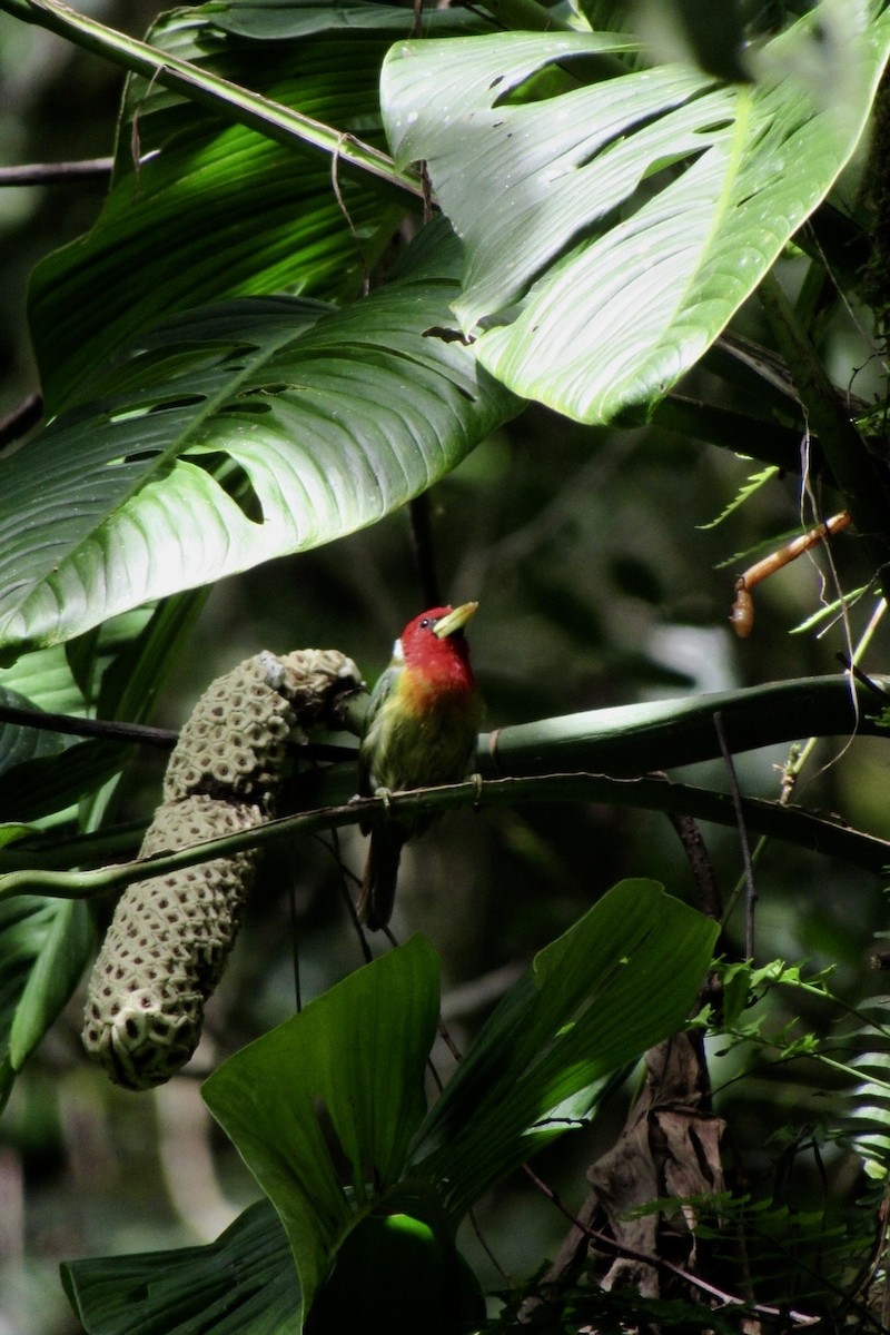 Red-headed Barbet - ML638283256