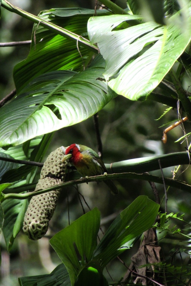 Red-headed Barbet - ML638283257