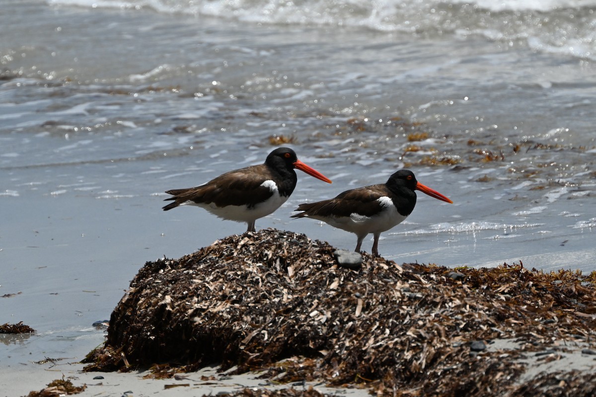 American Oystercatcher - ML638283261