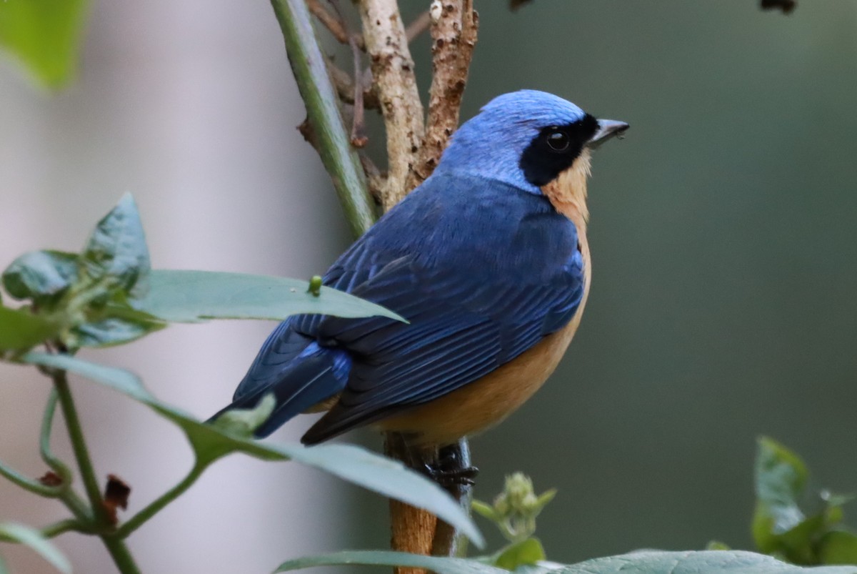 Fawn-breasted Tanager - ML638283262