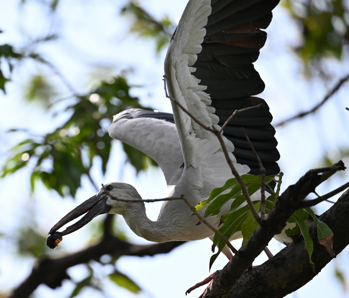 Asian Openbill - ML638283265