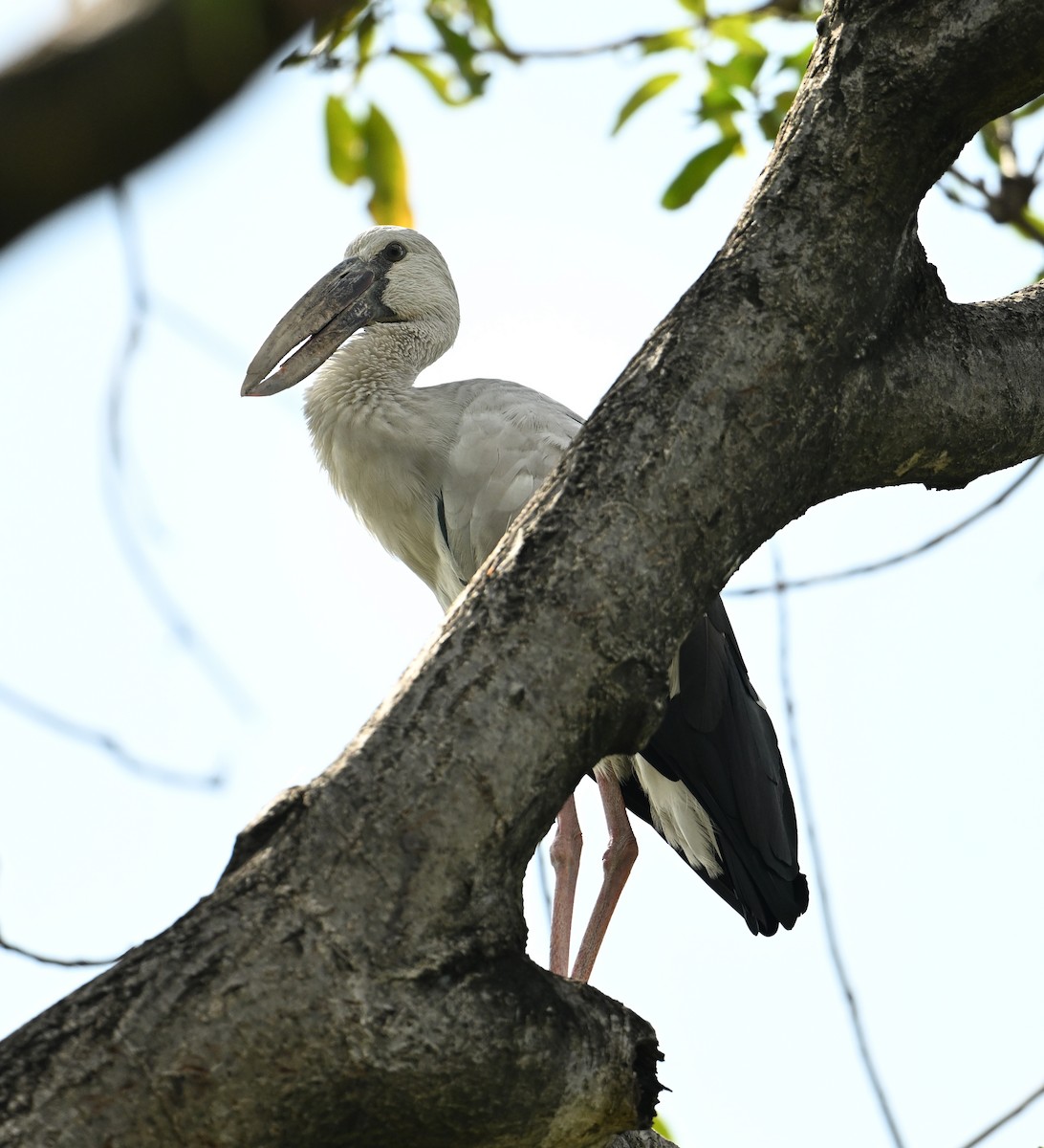 Asian Openbill - ML638283266