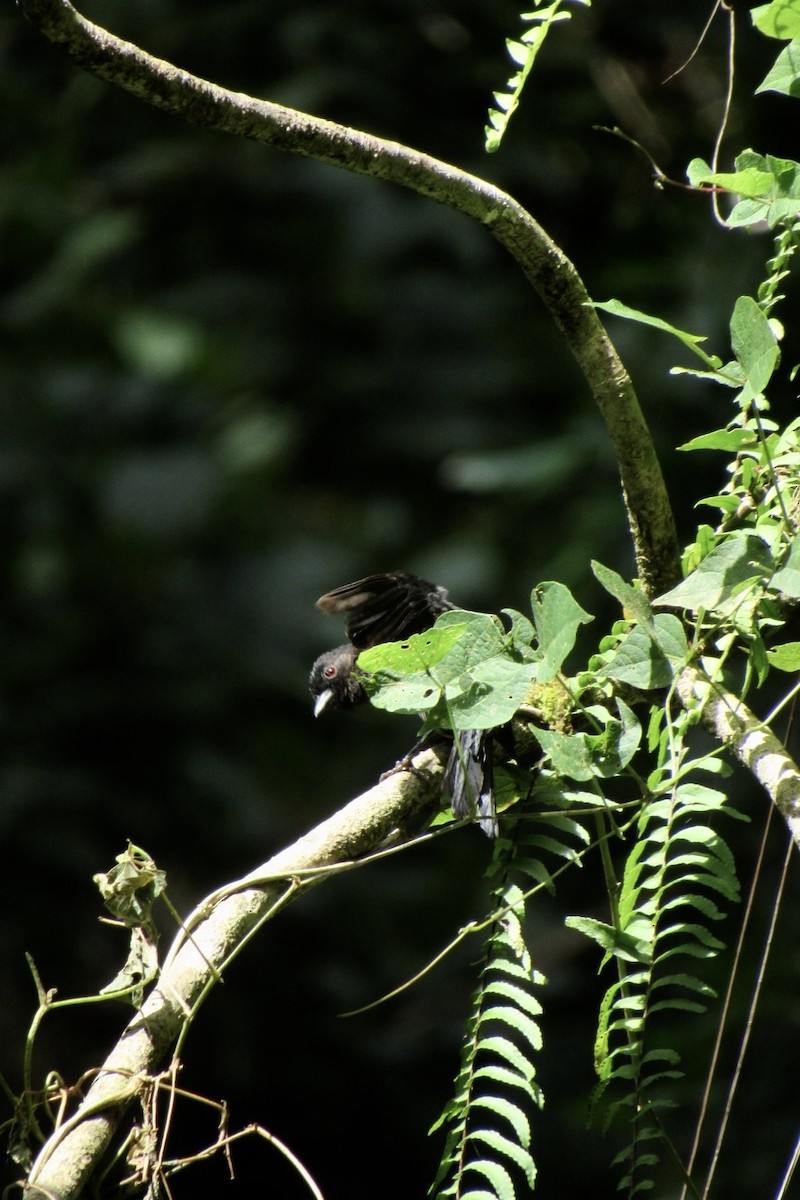 Yellow-thighed Brushfinch - ML638283267