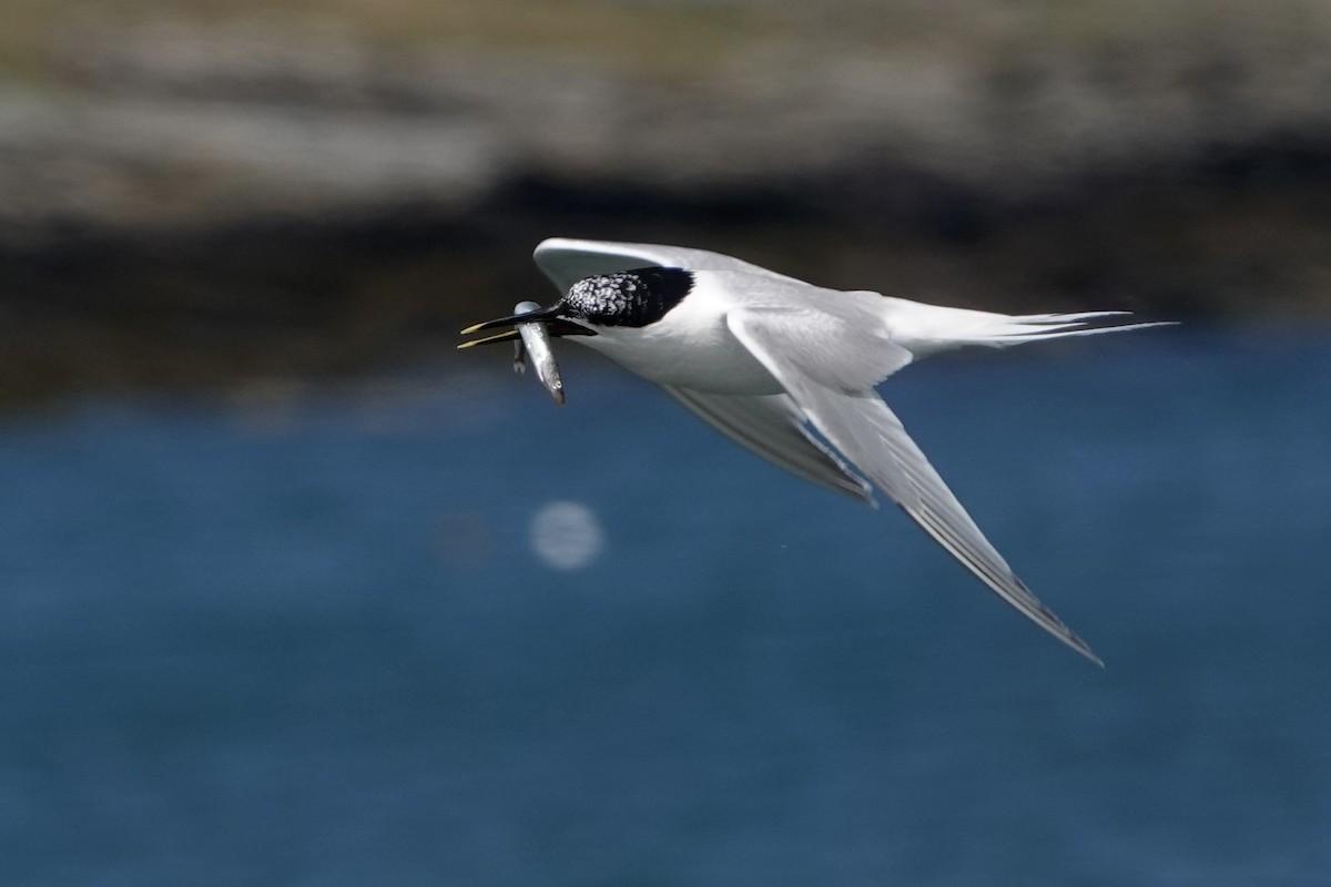 Sandwich Tern - ML638283286