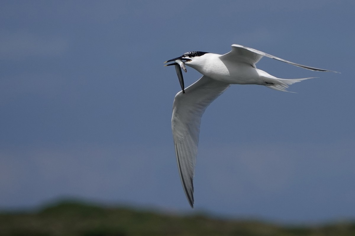 Sandwich Tern - ML638283287