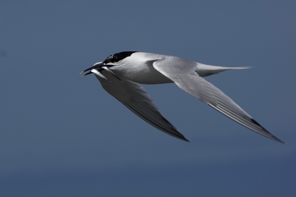 Sandwich Tern - ML638283289