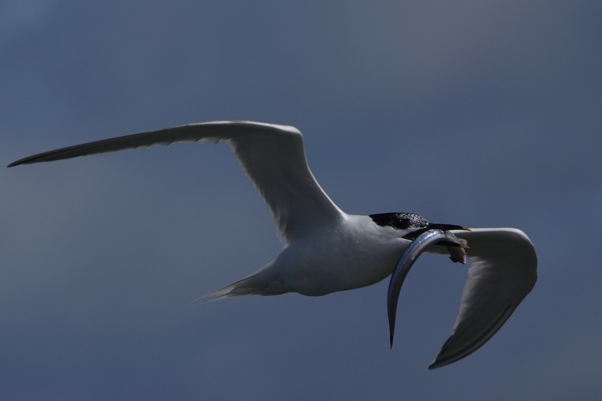 Sandwich Tern - ML638283290