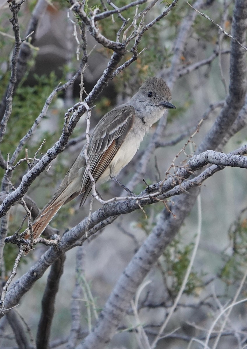 Ash-throated Flycatcher - ML638283291
