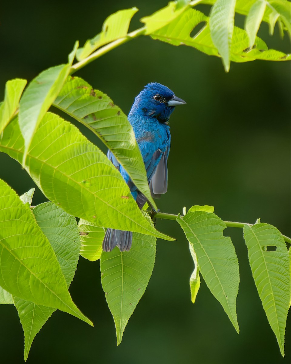 Indigo Bunting - ML638283294