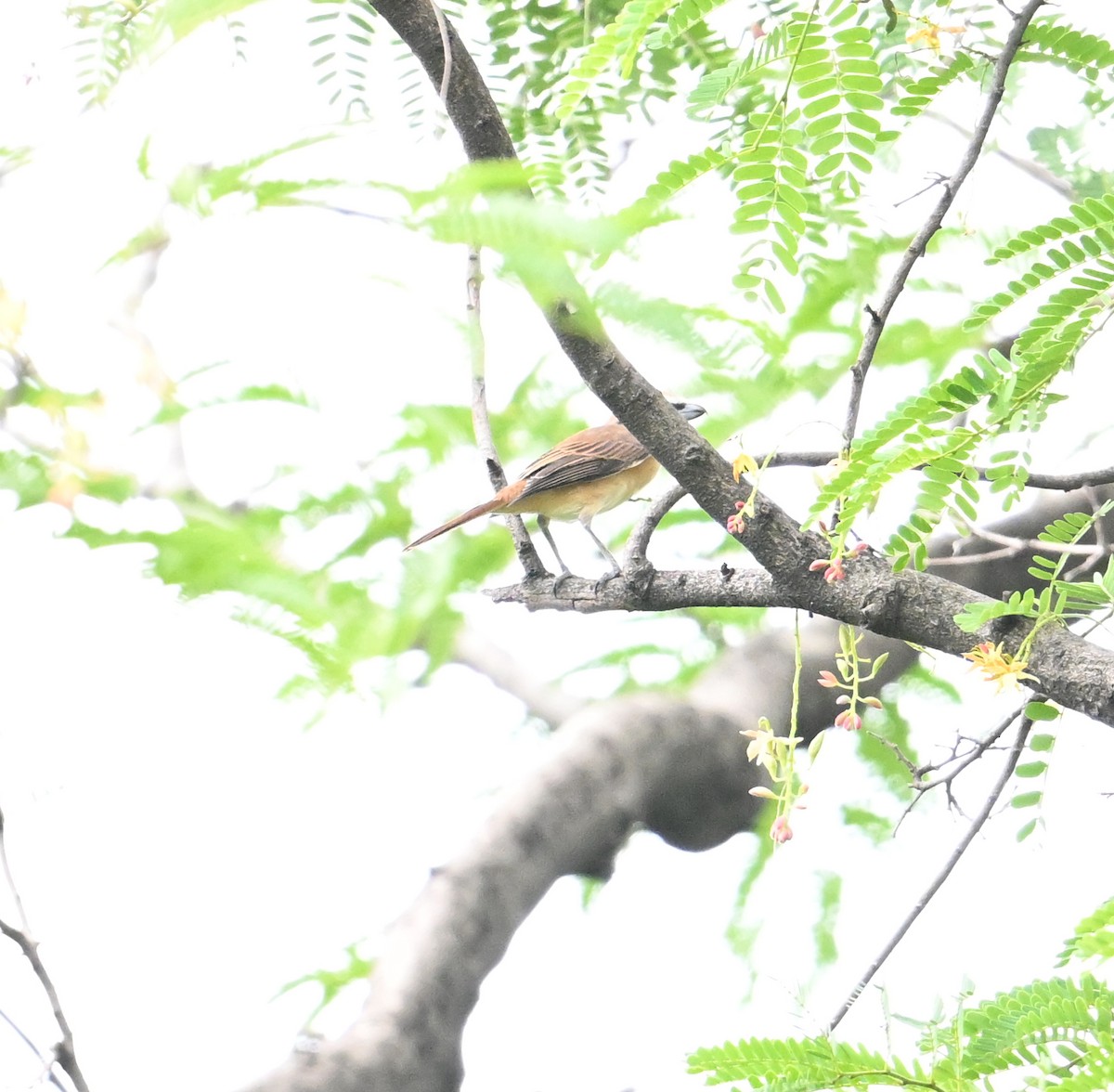Brown Shrike - ML638283295