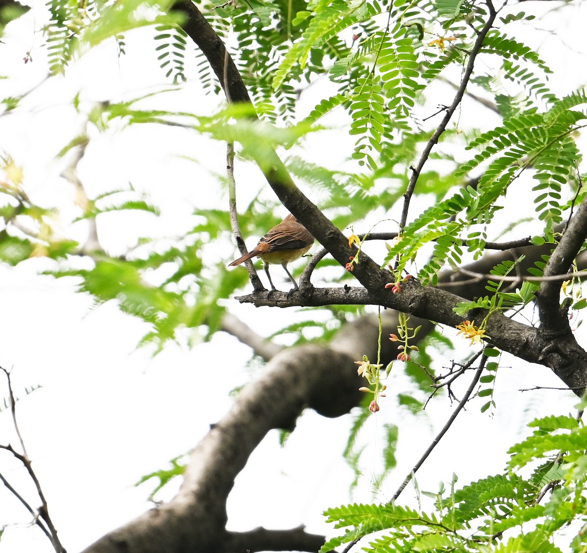 Brown Shrike - ML638283296