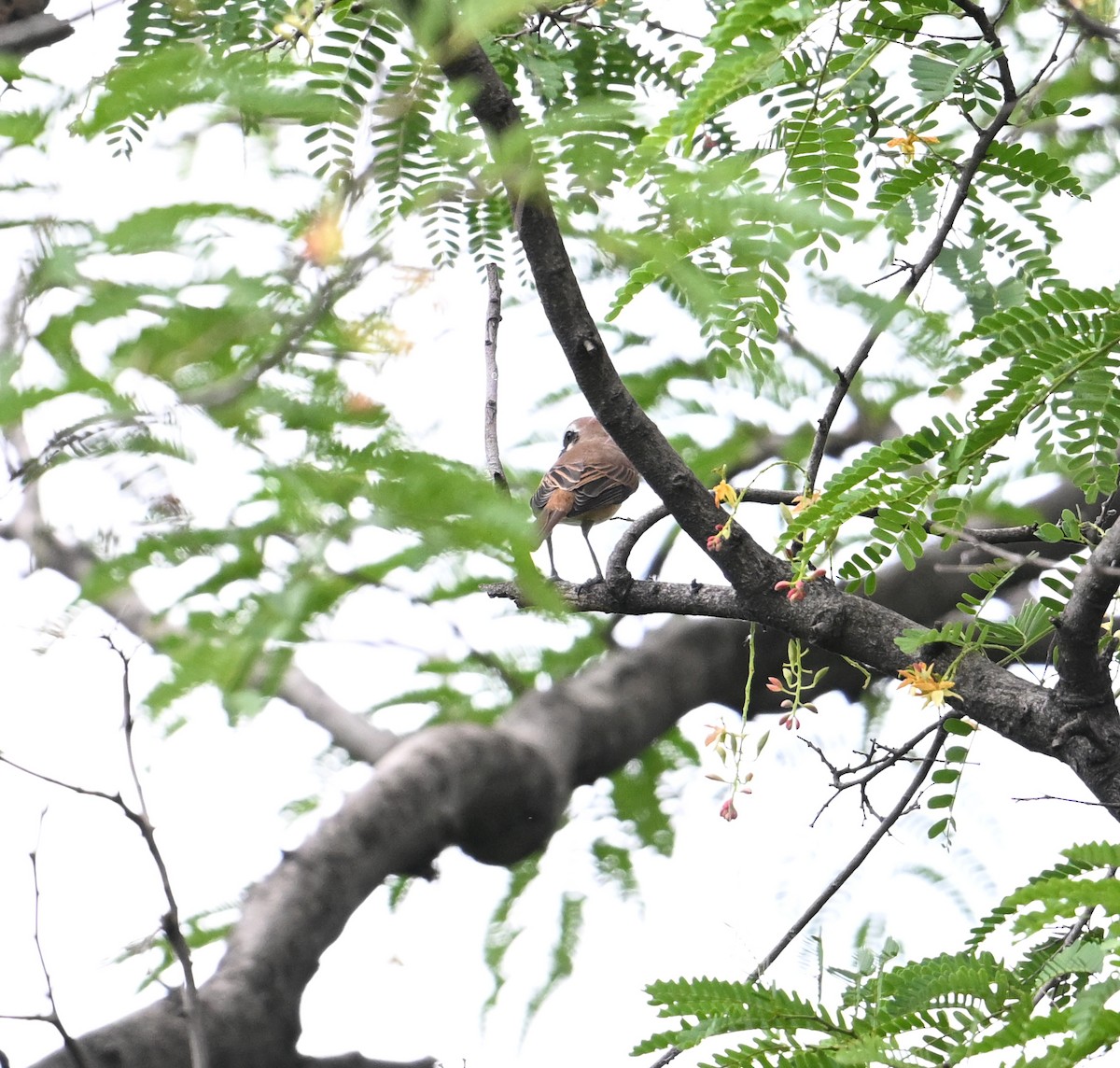 Brown Shrike - ML638283297