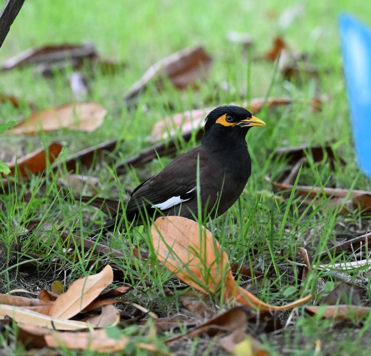 Common Myna - ML638283302