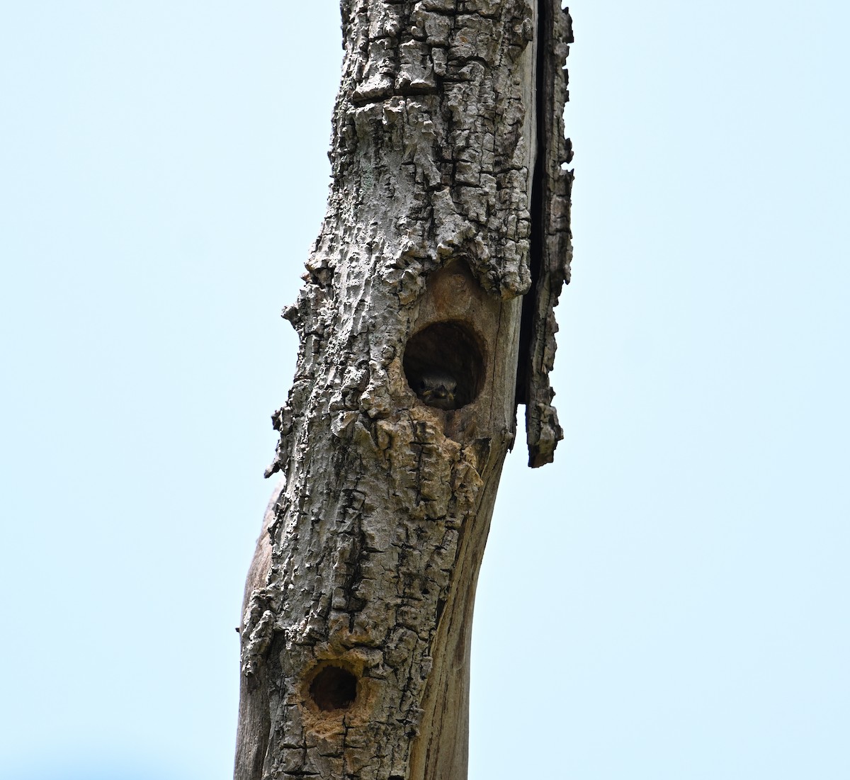 House Sparrow (Indian) - ML638283312