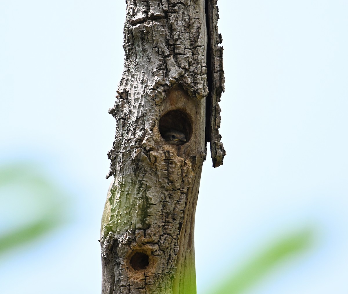 House Sparrow (Indian) - ML638283313