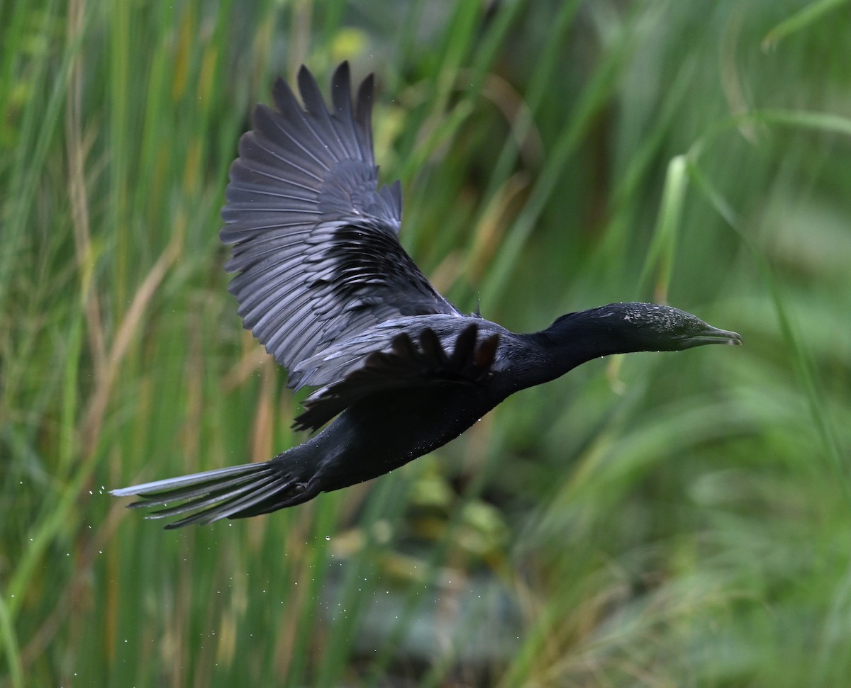 Little Cormorant - ML638283338