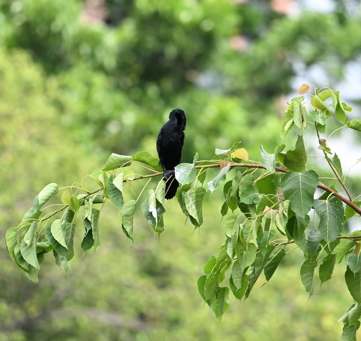 Little Cormorant - ML638283339