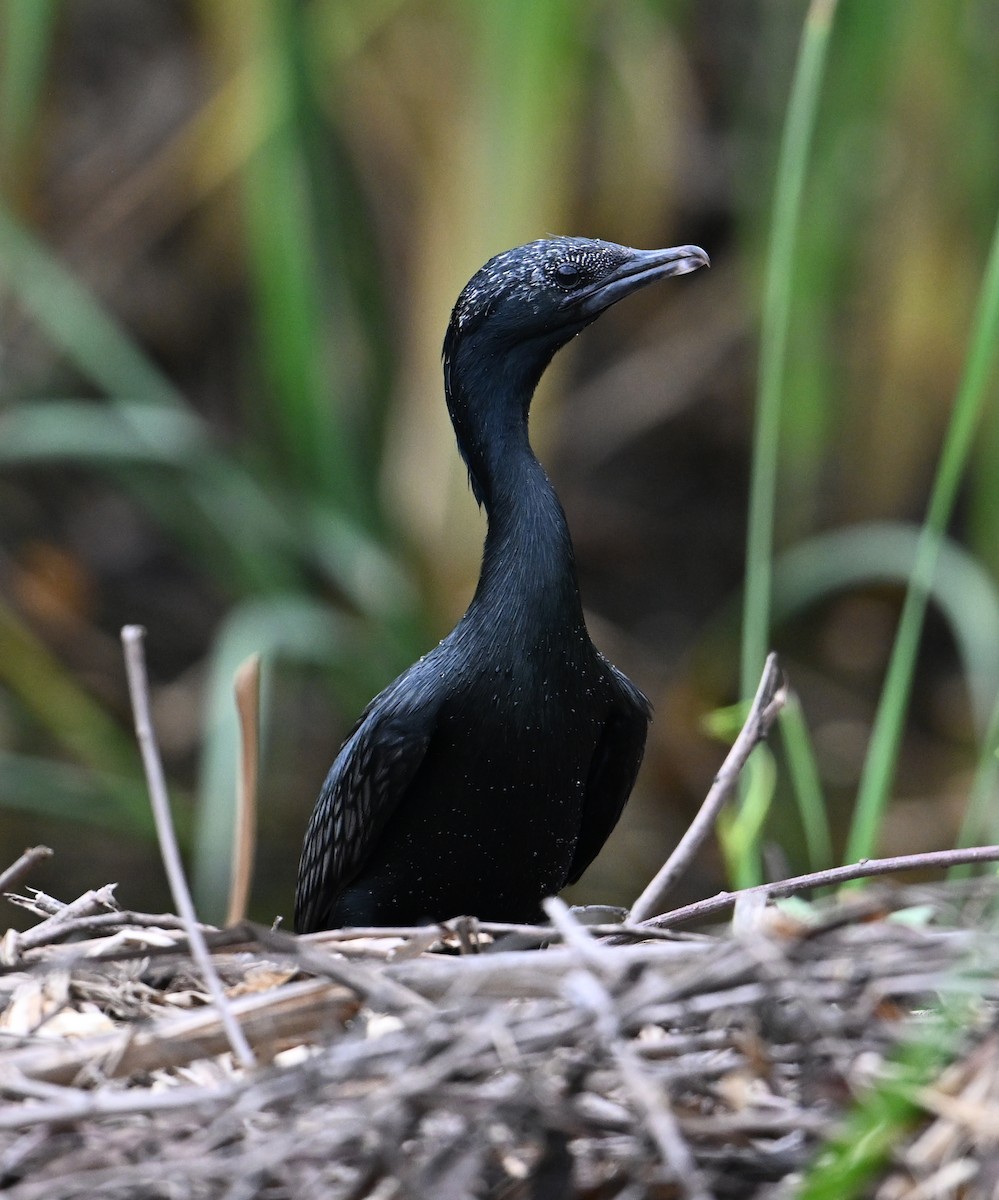 Little Cormorant - ML638283340