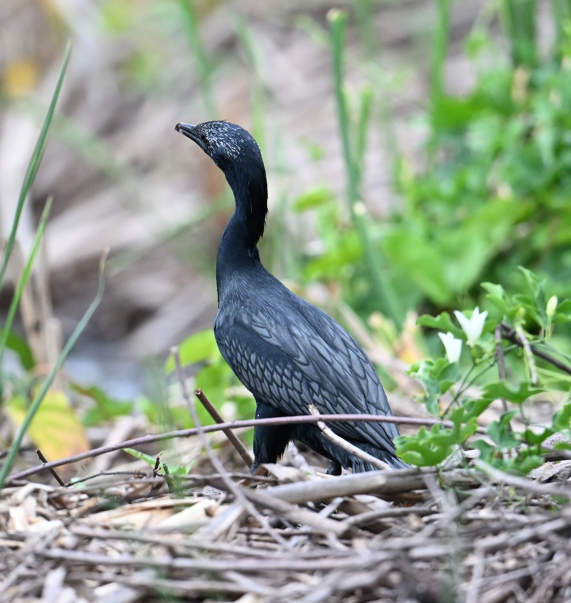 Little Cormorant - ML638283341